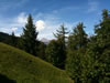summer view